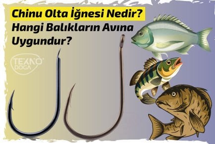 Chinu İğne Nedir? Hangi Balıkların Avında Kullanılır?