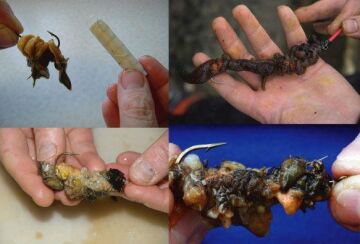 Kendo Yem İpi 200m Elastik Yem Bağlama Sabitleme İpi