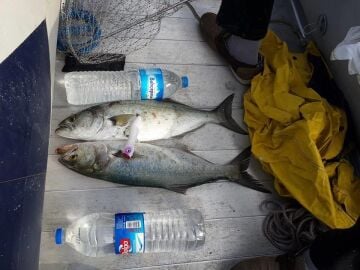 Kendo Tsubasa Popper 125mm 36g Su Üstü Suni Yem Levrek Kofana