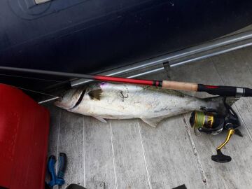 Kendo Tsubasa Popper 125mm 36g Su Üstü Suni Yem Levrek Kofana