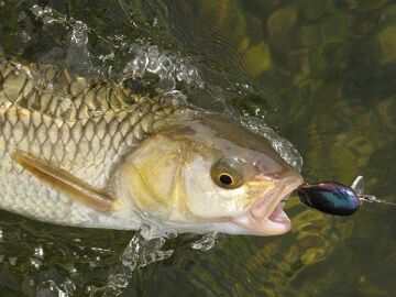 DFT SP08B Spinner 6,2cm 5,6g Turna Levrek Alabalık Olta Kaşığı