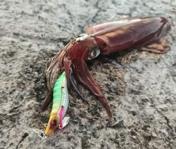 Savage Gear Squid Beat Egi 20.5g Kalamar Zokası Suni Yem